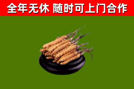 坪山区回收散虫草