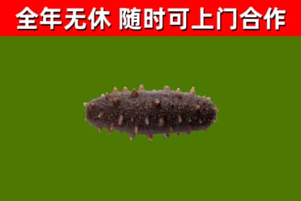 坪山区回收海参干
